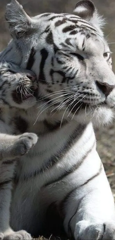 A white tiger snuggles with its playful cub, set in a natural habitat.