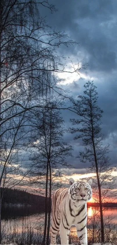 White tiger by sunset lake with silhouette trees.