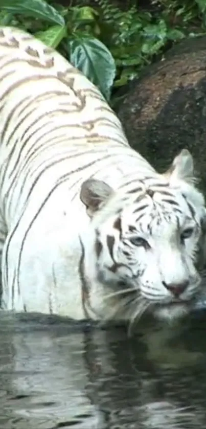 White tiger standing in lush forest water.