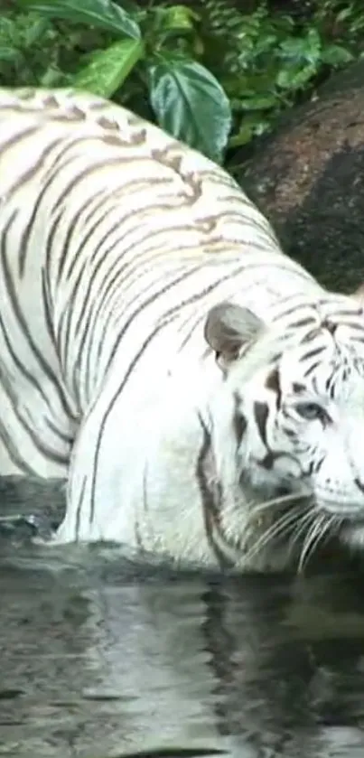 White tiger in jungle stream with lush green backdrop.