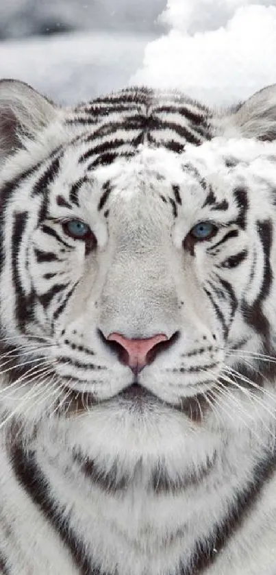 Majestic white tiger in a snowy landscape, staring ahead gracefully.