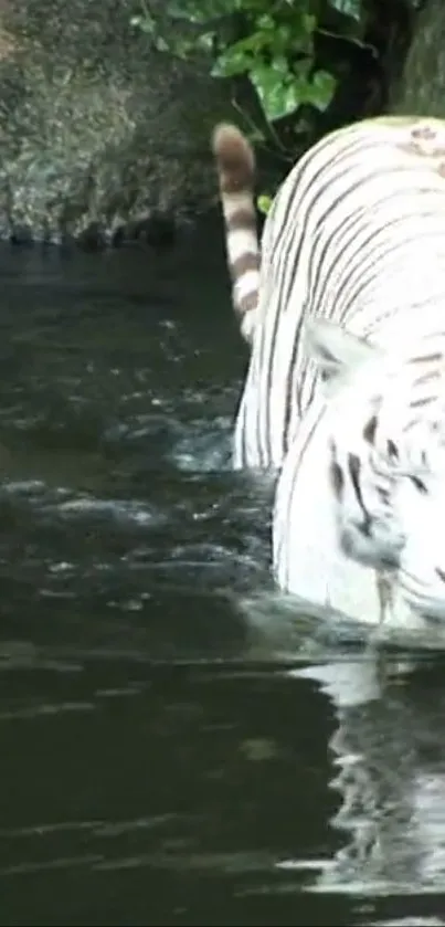 Majestic white tiger wading through water in a serene natural setting.