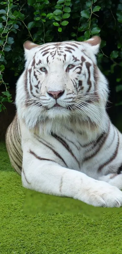 White tiger lying on lush green grass in a natural setting.