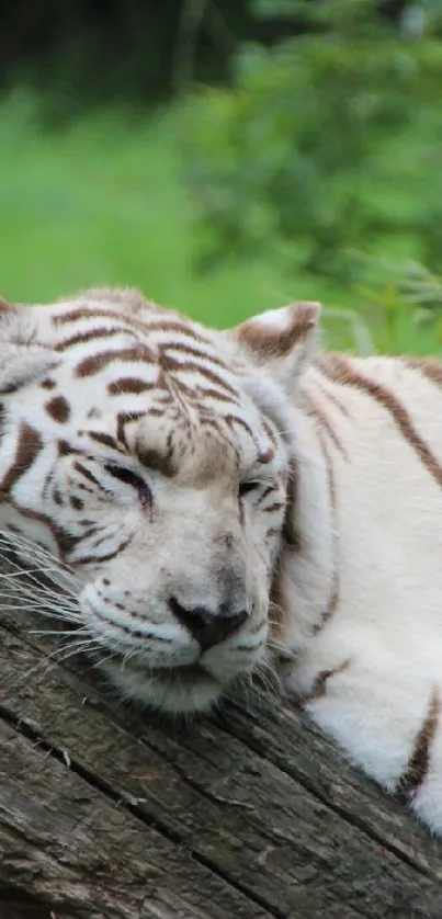 White tiger resting on a log in a lush green forest.