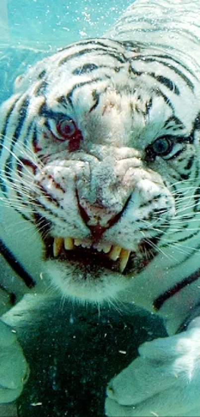 White tiger swimming underwater facing the camera, showcasing its fierce expression.