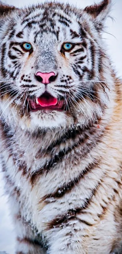 Majestic white tiger in snowy landscape, vivid blue eyes.