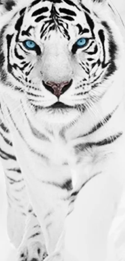 Majestic white tiger with striking blue eyes and distinctive black stripes.