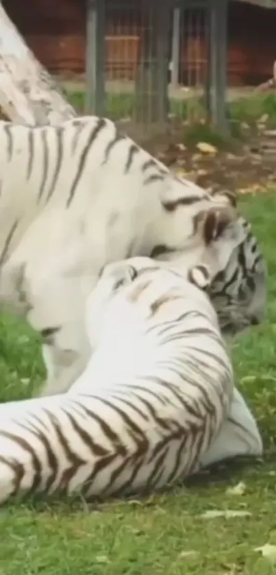 Two playful white tigers on green grass.