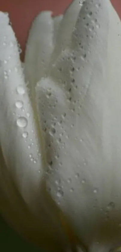 Close-up of a dewy white tulip flower.