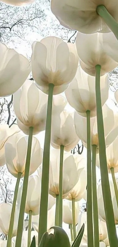 White tulips with green stems against a bright sky view.