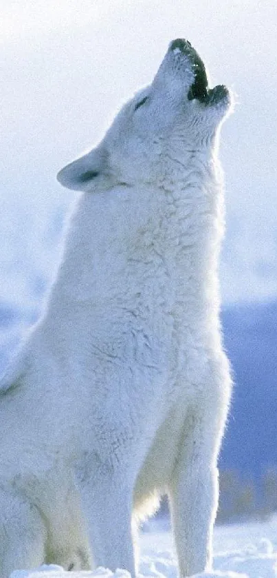 White wolf howling in a snowy mountain landscape.