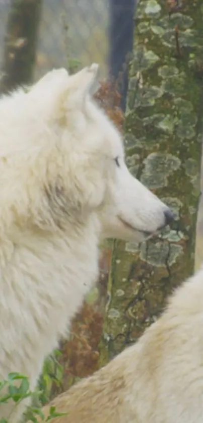 Elegant white wolves in a forest setting.