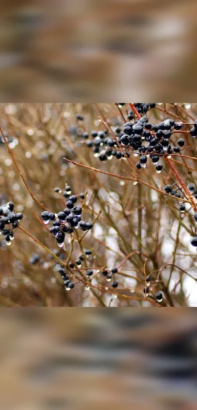 Wild berries on autumn branches create a serene mobile wallpaper.