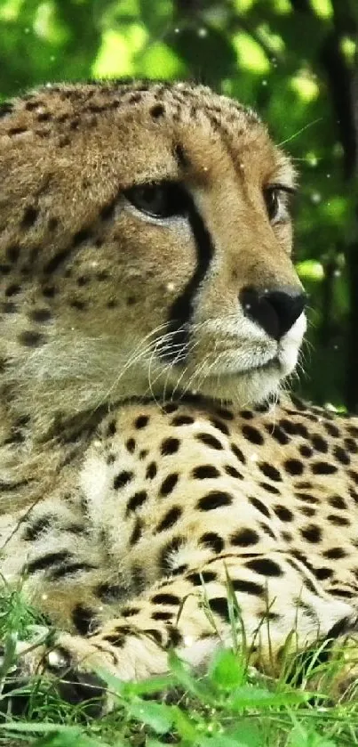 Cheetah lying serenely in a lush green forest.