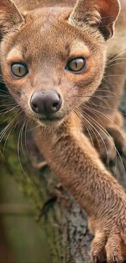 Fossa resting on a tree branch, natural setting.