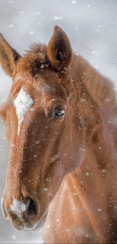 Majestic brown horse standing in snowfall.