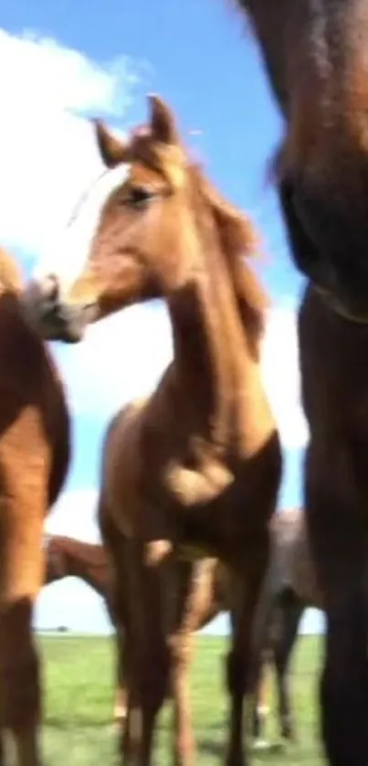 Wild horses grazing under blue sky in a serene, open green field.