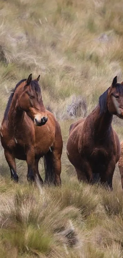 A group of wild horses stands in a grassy field, showcasing natural beauty.