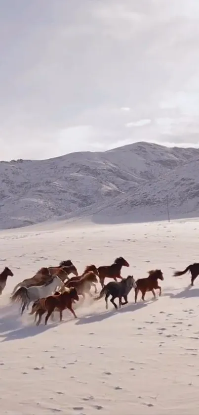 Wild horses galloping in snowy mountain terrain.