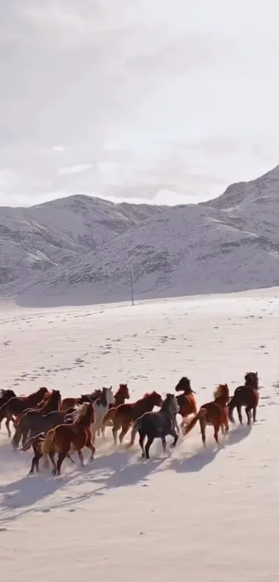 Herd of wild horses running in a snowy mountain landscape.