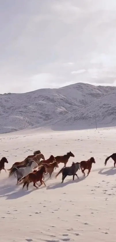 Wild horses running through snowy mountains in a breathtaking scene.