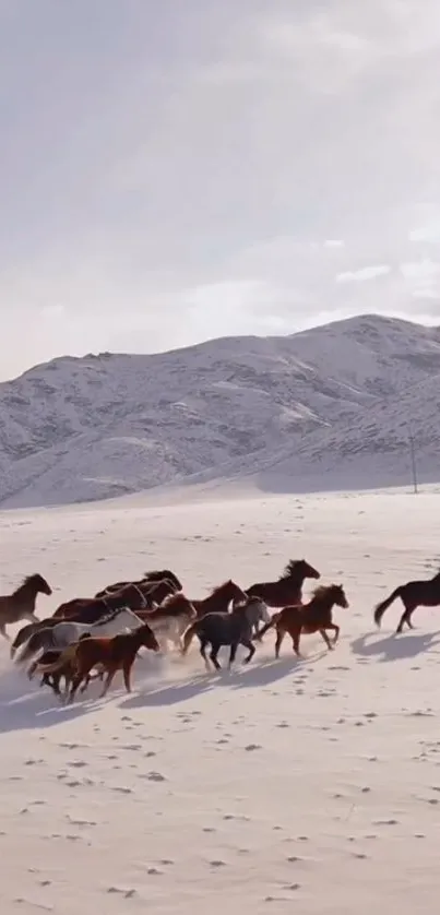 Wild horses run across snowy mountains under a clear sky.