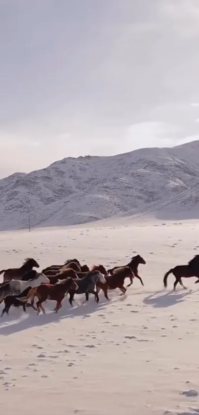 Herd of wild horses running across snowy landscape with mountains.