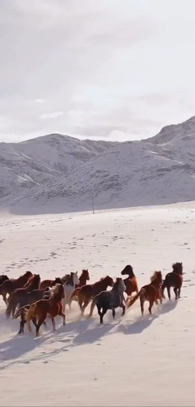 Wild horses running through snowy mountains.