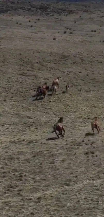 Wild horses running across a vast field landscape depicting freedom.