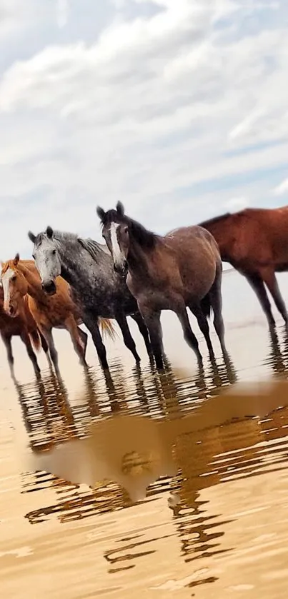 Wild horses standing on a reflective sandy beach.