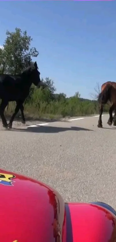 Two horses walking on a country road with a red car in view.