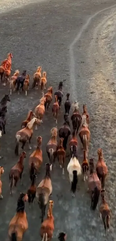 A herd of wild horses running across open fields, viewed from above.