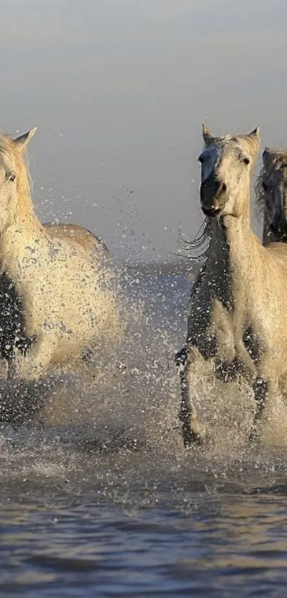 Three wild horses running through water at sunrise.