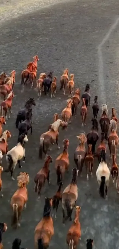 A herd of wild horses running along an open dirt trail, showcasing natural beauty.