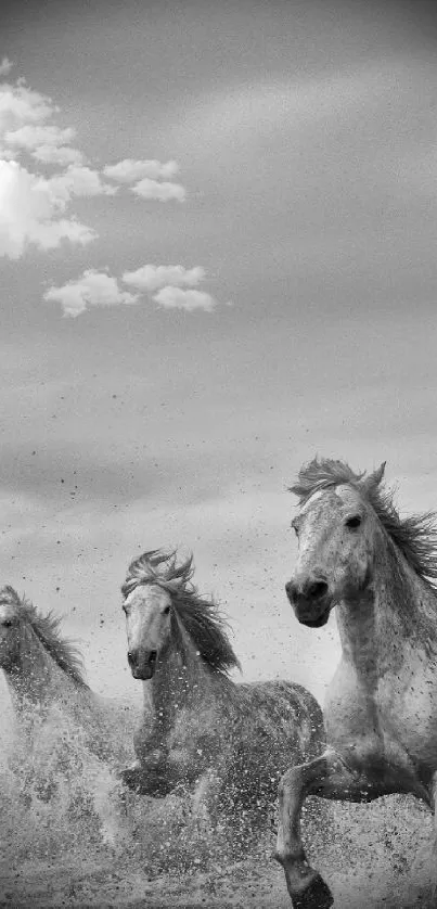 Grayscale wallpaper of wild horses running through water, exuding elegance and energy.