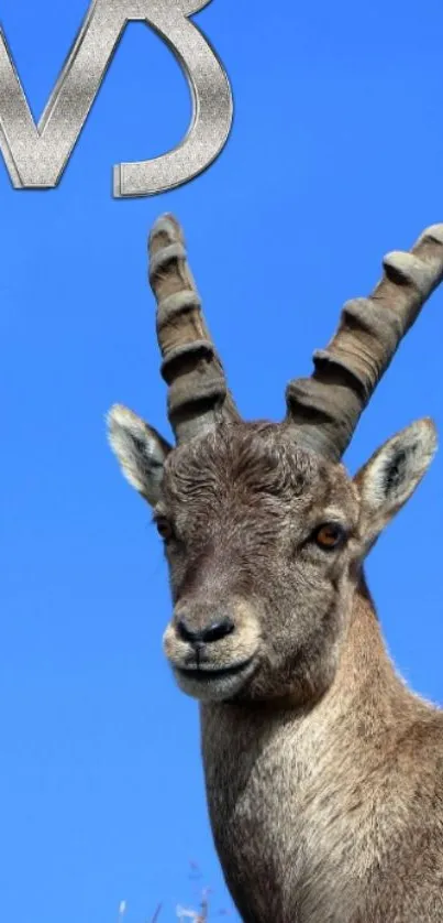 Majestic wild ibex with impressive horns against a vibrant blue sky.