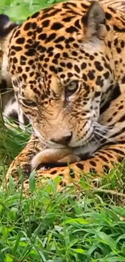 A majestic jaguar rests in lush green foliage, showcasing nature's wild elegance.