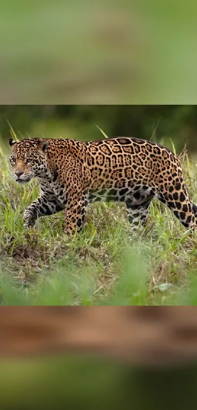 Majestic jaguar prowling through lush green jungle landscape.