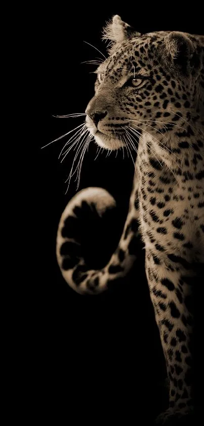 Leopard silhouette with a black minimalist background.