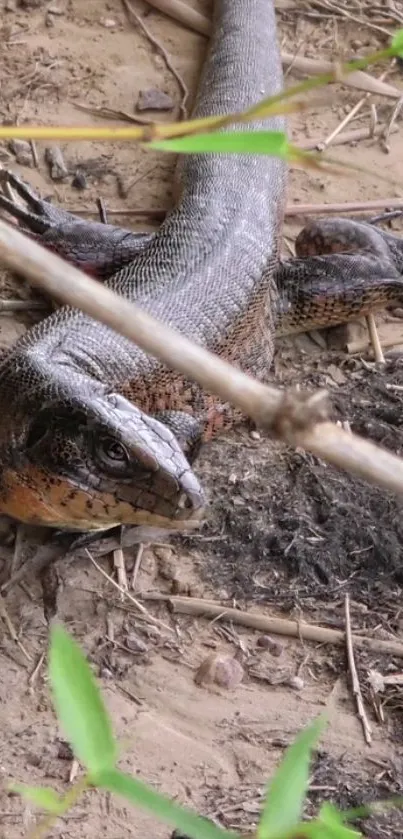 A lizard resting among bamboo and earth in natural habitat.