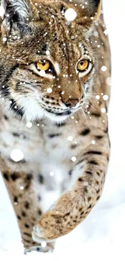 Lynx gracefully walking on snow with focused gaze.