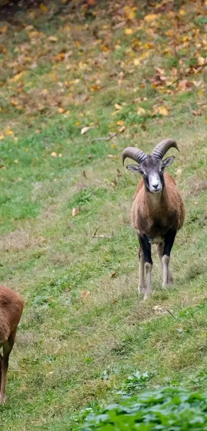 Wild ram standing in an autumn field with lush greenery.