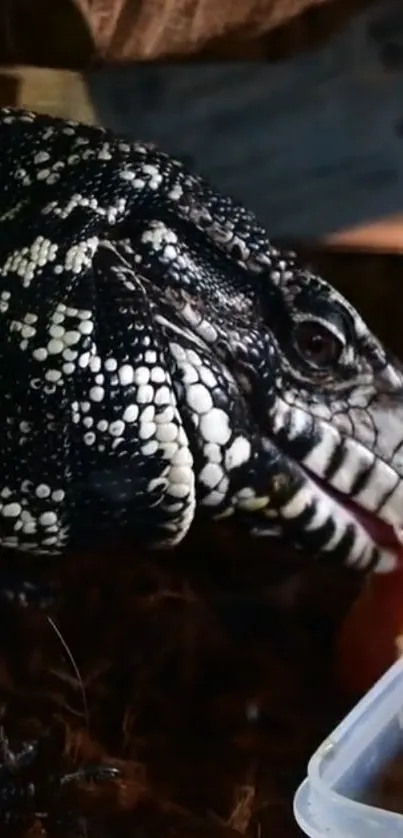 Close-up of a reptile feeding with a striking pattern.