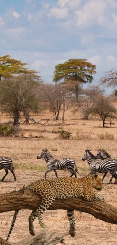 Leopard lounges on branch as zebras roam in African savannah.