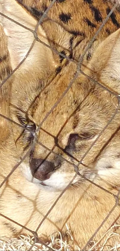 Serene serval cat resting behind mesh fence in natural setting.