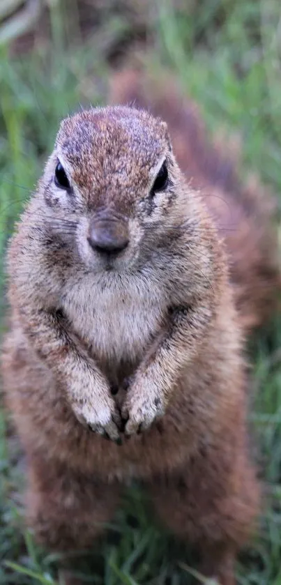 Close-up of a squirrel on green grass, perfect nature wallpaper.