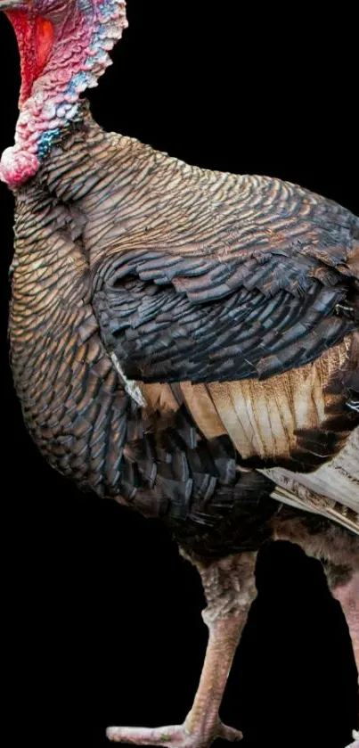 Wild turkey with detailed feathers on a black background, perfect for phone wallpaper.