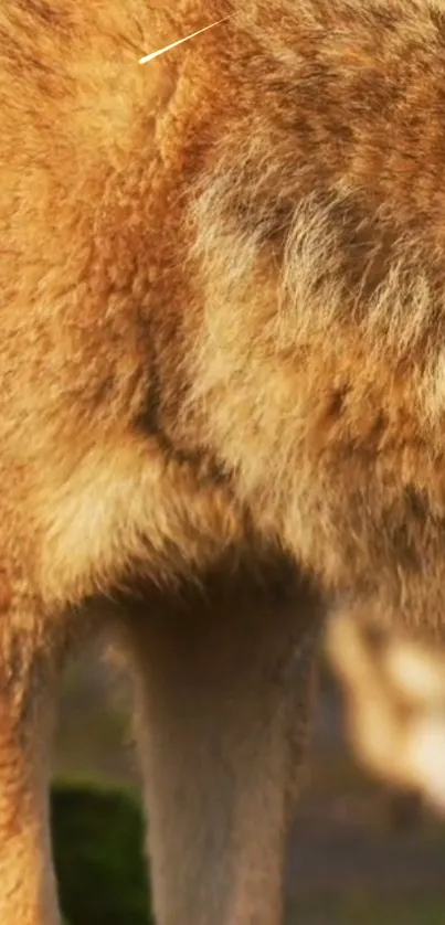 Close-up of a wolf's fur in warm brown tones for a nature-themed wallpaper.