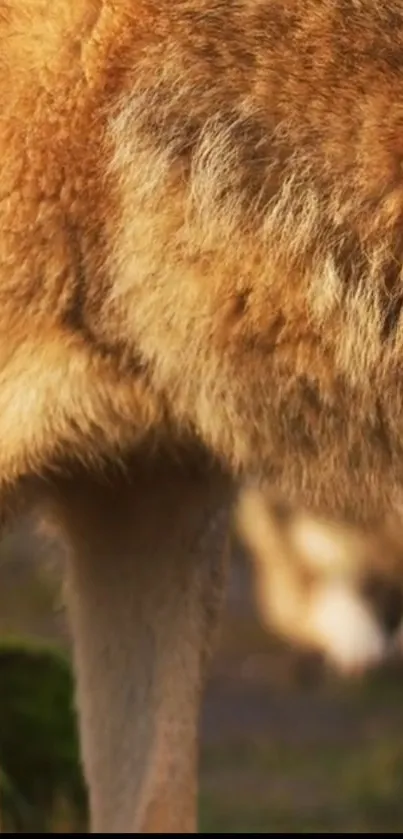 Close-up view of a wild wolf's fur in a natural setting background.