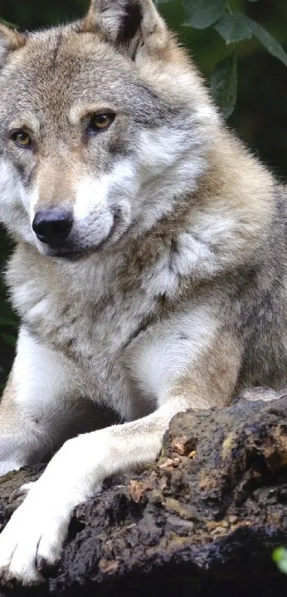 A wild wolf resting in a lush forest landscape.